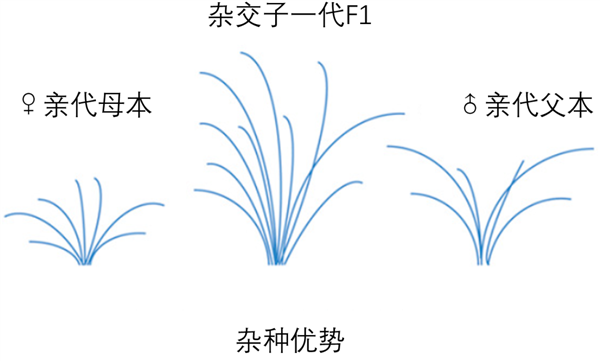 间谍窃取我国杂交水稻种子 后果有多严重