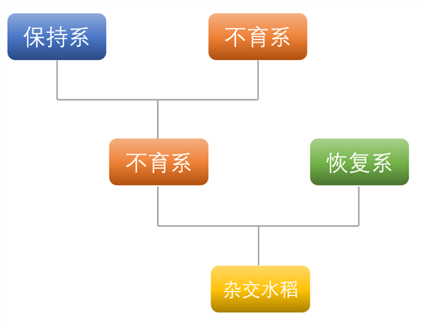 间谍窃取我国杂交水稻种子 后果有多严重