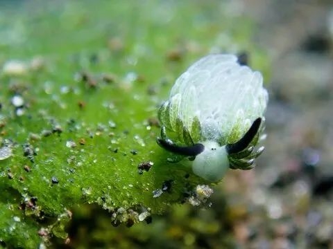 叶羊太萌了！吃进叶绿体 变身“混动”生物