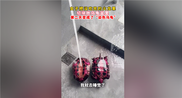 神奇一幕：女子喂乌龟火龙果第2天获炫彩神龟 专家释疑