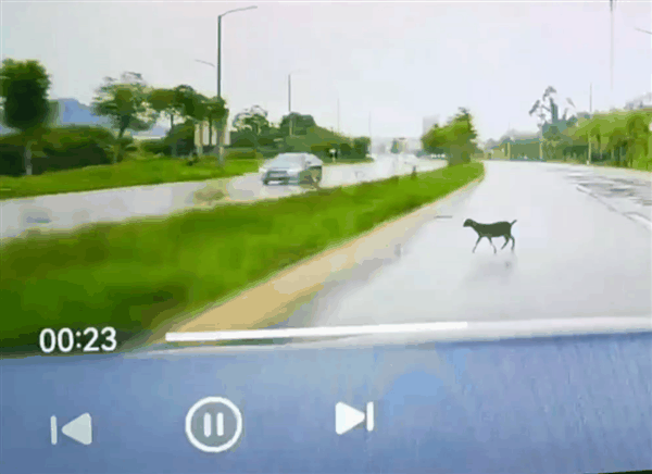 躲大象后又救羊 阿维塔车主雨天开启智驾：华为NCA轻松绕行