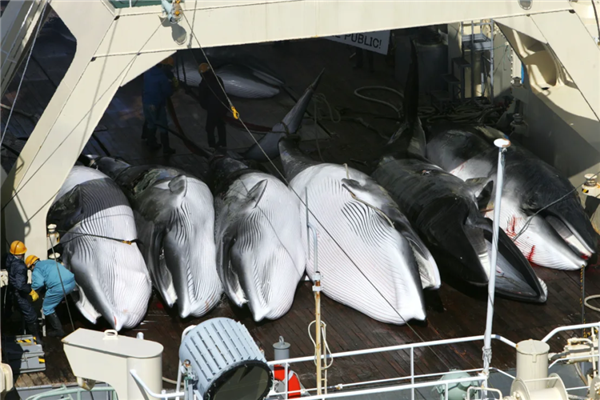 为了猎捕地球上第二大鲸鱼：日本花4800万美元造了一艘船