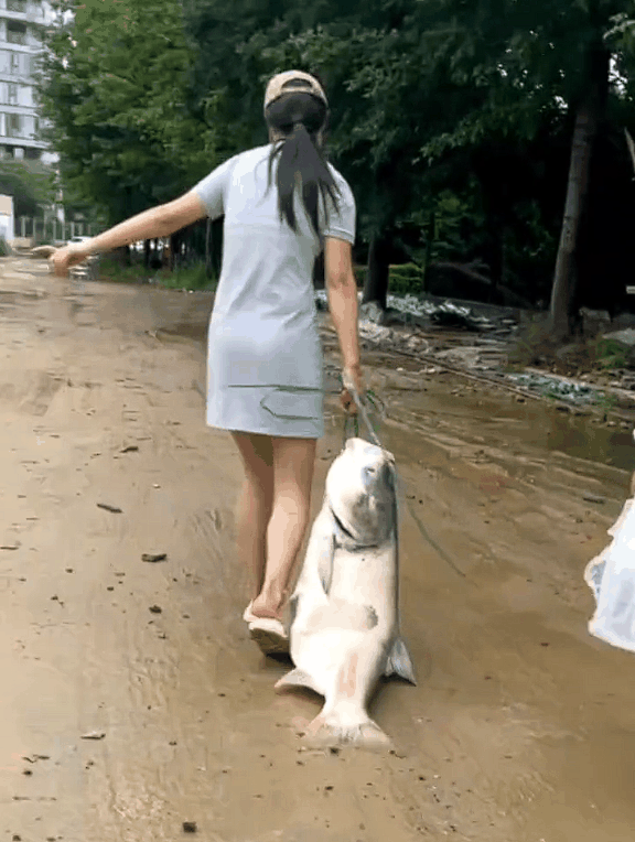 暴雨后女子捡回40斤重大鱼 专家：洪水泡过不建议食用