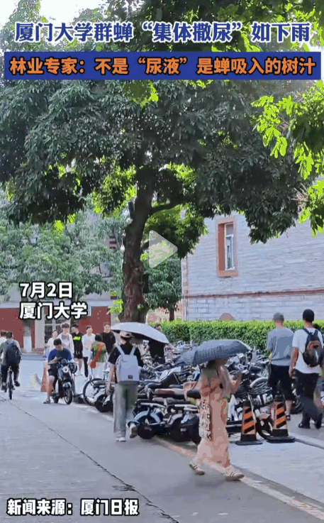 厦大群蝉集体撒尿如下雨：虽是甜的、但不建议品尝