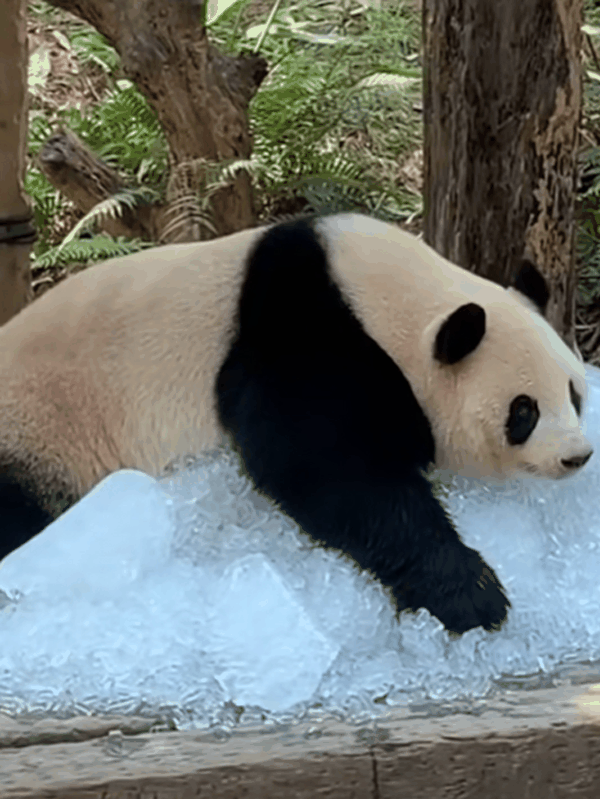 没有动物能在夏天拒绝冰块的诱惑：但整活儿还得大熊猫！