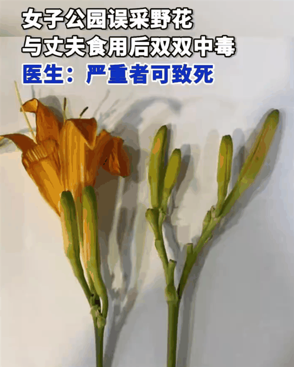 越新鲜越危险！这种能调血脂降血压、抗氧化的菜：吃错了会中毒