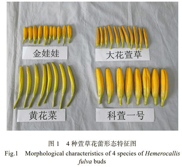 越新鲜越危险！这种能调血脂降血压、抗氧化的菜：吃错了会中毒