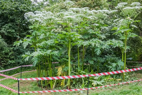 英国引入观赏 没成想是超级毒草：碰一下起大泡 一滴就眼瞎