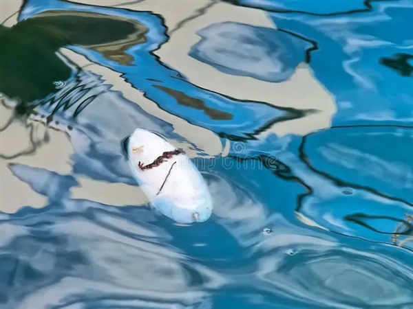 唯一真正的海洋昆虫！永远漂浮在海面、不会被打湿