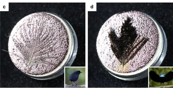 世界上最黑的鸟：羽毛能吸收99.95%的光