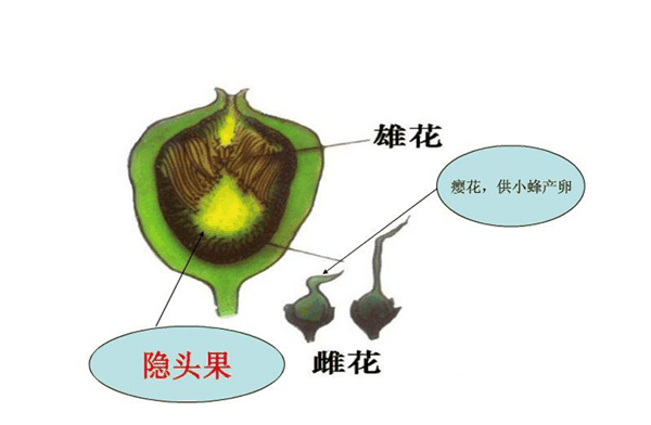 这种水果富含膳食纤维和钙、钾 现在吃正好