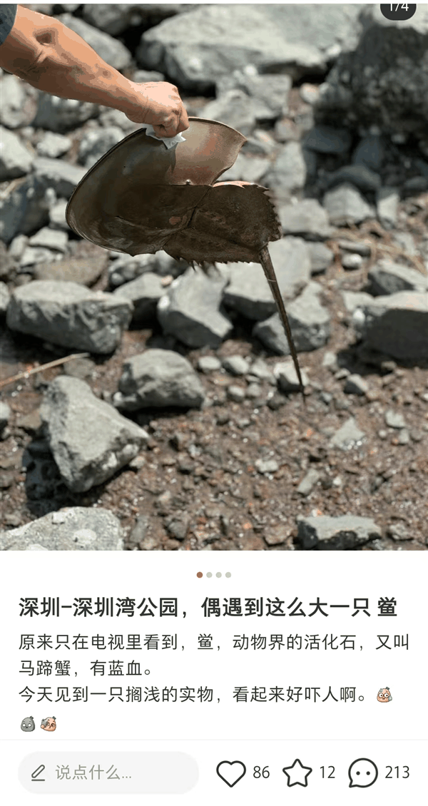 深圳湾出现地球唯一蓝血生物：每个人都应对它说声谢谢