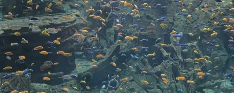 海洋生物群落的特点 海洋生物群落的基本特征