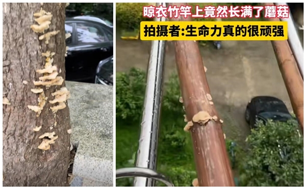 上海网友集中晒蘑菇 专家：切勿采摘食用