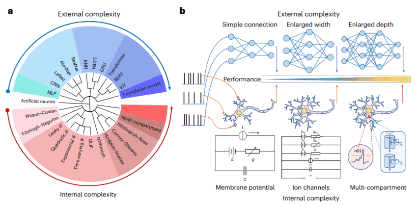 Nature子刊 | 基于内生复杂性，自动化所新类脑网络构筑人工智能与神经科科学的桥梁