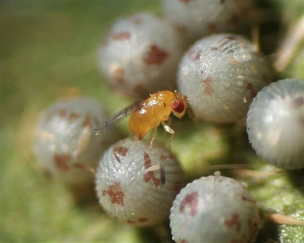 神奇的细菌：让蚊子绝育 让黄蜂变性！总算明白了