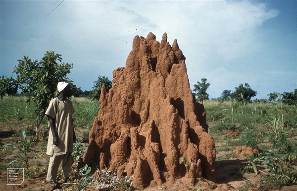 最宏大的生物工程！白蚁用3800年 打造了2亿个3米高土丘