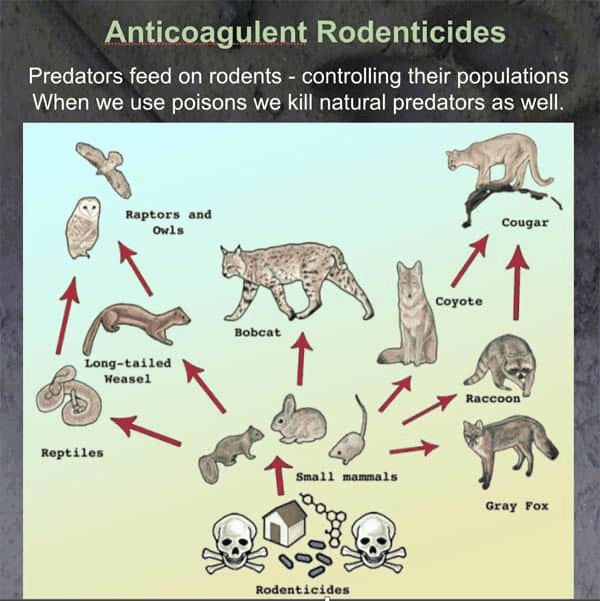 滥用鼠药后果来了！慢性灭鼠药正在杀死顶级捕食者
