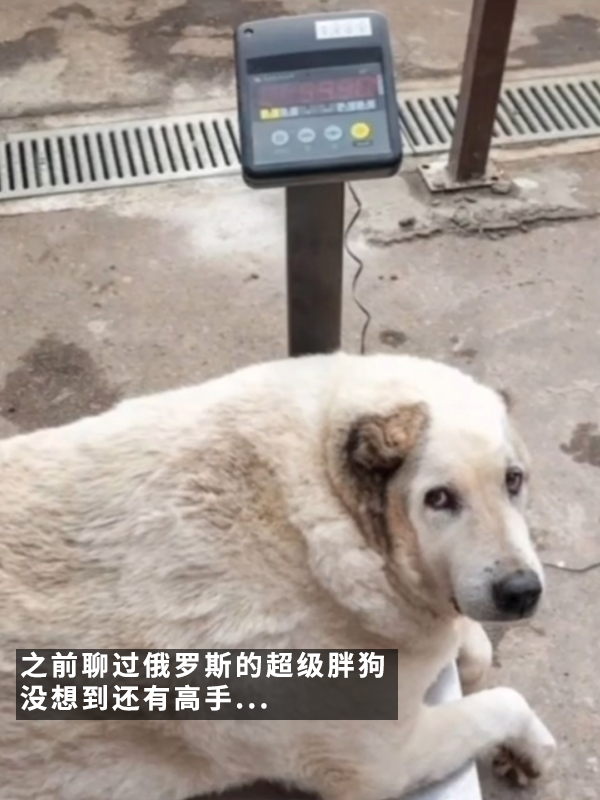 笑死！俄罗斯最胖橘猫减肥时偷偷跑路：半路被卡住了 