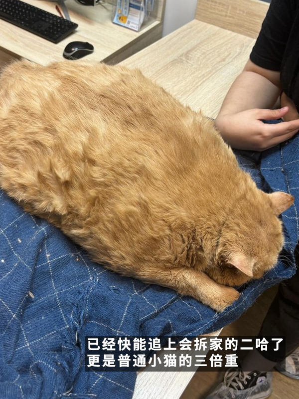 笑死！俄罗斯最胖橘猫减肥时偷偷跑路：半路被卡住了 