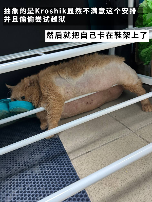 笑死！俄罗斯最胖橘猫减肥时偷偷跑路：半路被卡住了 