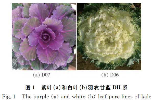 胡萝卜素是西兰花的29倍！这种蔬菜抗氧化、促排便、控血压