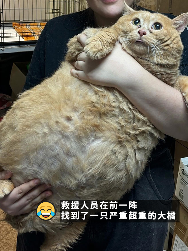 笑死！俄罗斯最胖橘猫减肥时偷偷跑路：半路被卡住了 